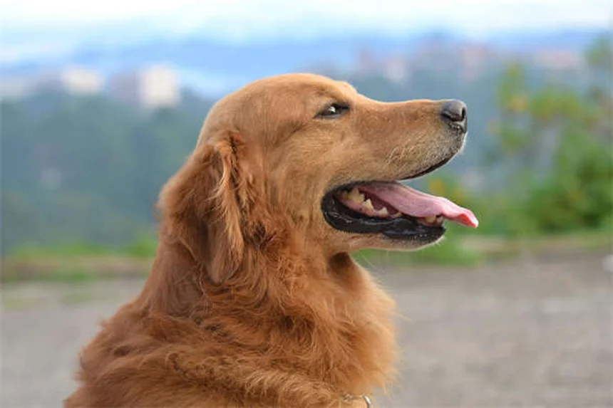馬の脱水症状の見分け方と対処法【獣医師が解説】