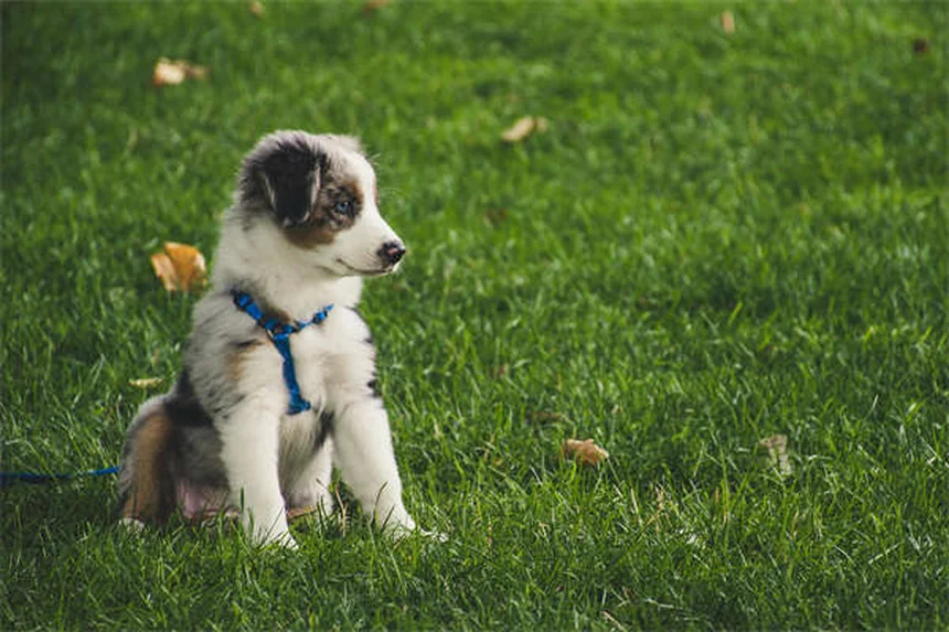 獣医師だけが知る、トレサダームで犬の耳を治療する3つのポイント