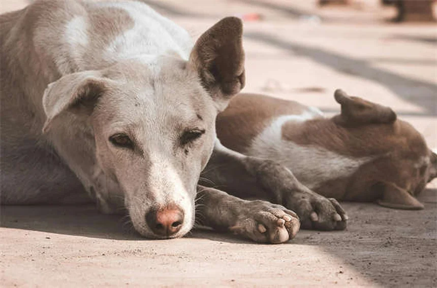 犬が夢中になるおもちゃの選び方|プロが教える失敗しない7つのポイント
