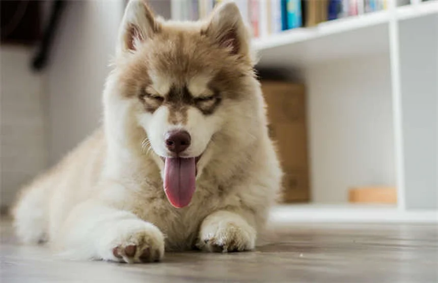 白猫14品種を徹底比較！飼いやすさと健康管理のポイント