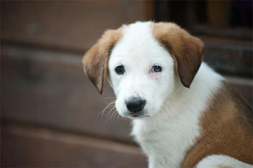猫の甲状腺機能亢進症の寿命は？治療で5年以上延ばす方法