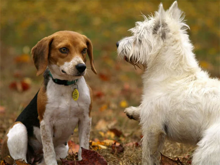 犬の花粉アレルギー対策｜症状から治療法まで完全ガイド