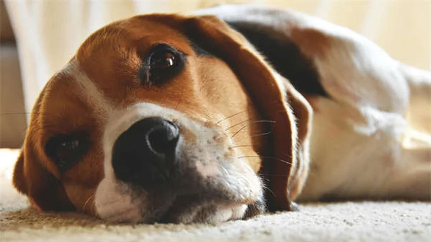 犬用ノミダニ薬を猫に使うのは危険？絶対NGな理由と安全な対策法