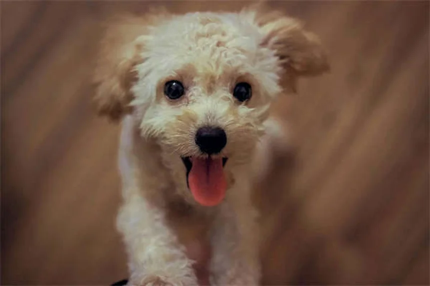 犬用ノミダニ薬を猫に使うのは危険？絶対NGな理由と安全な対策法
