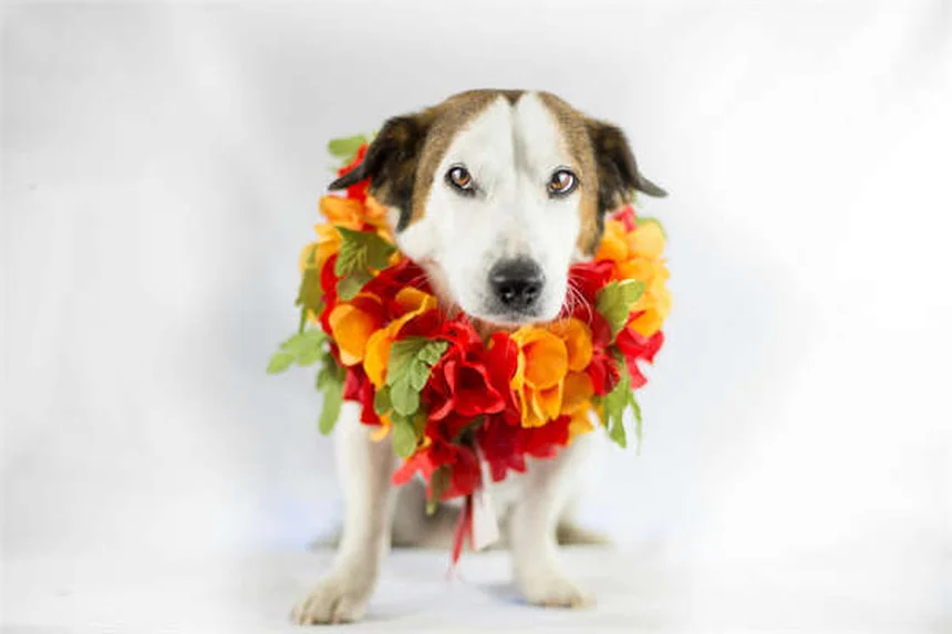 フェレットの細菌性膀胱炎｜症状と自宅ケア完全ガイド