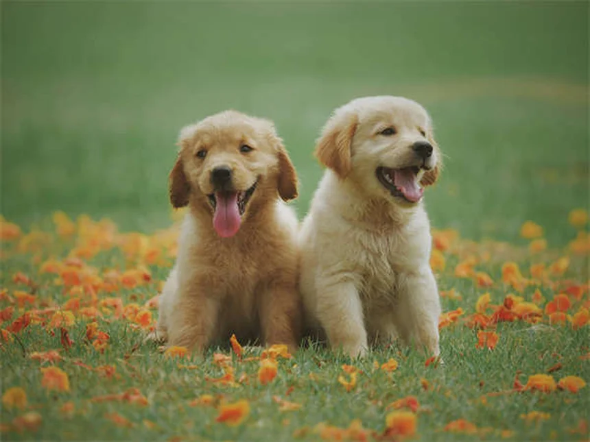 犬は本当に笑う？専門家が解説する犬の笑顔の秘密5選