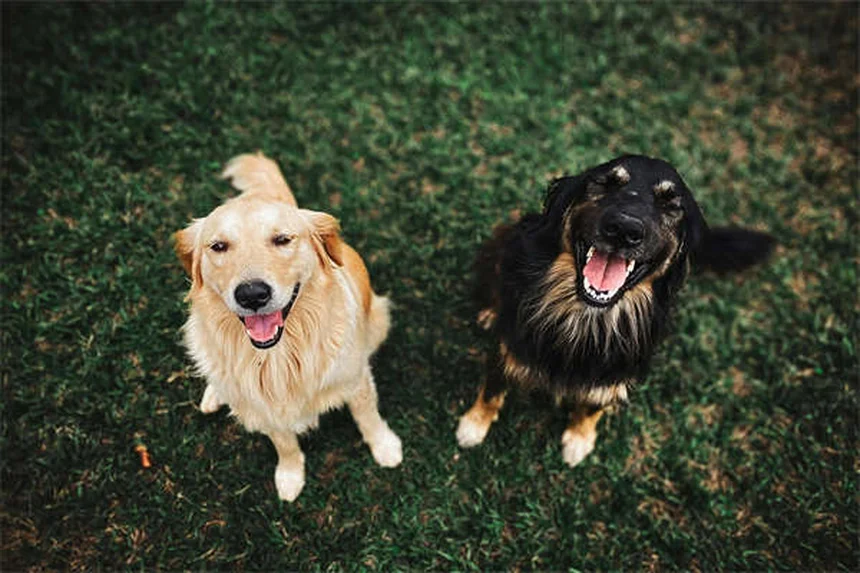 犬のマーキング対策｜室内でおしっこする理由と7つの解決法