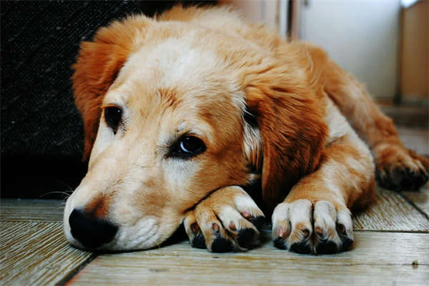 犬のノミ取りディップ完全ガイド｜効果的な使い方と注意点