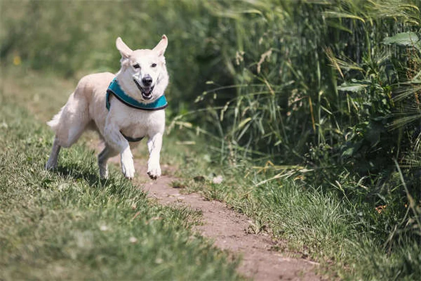 クエン酸カリウムの副作用と服用方法｜犬猫の安全な使い方と注意点
