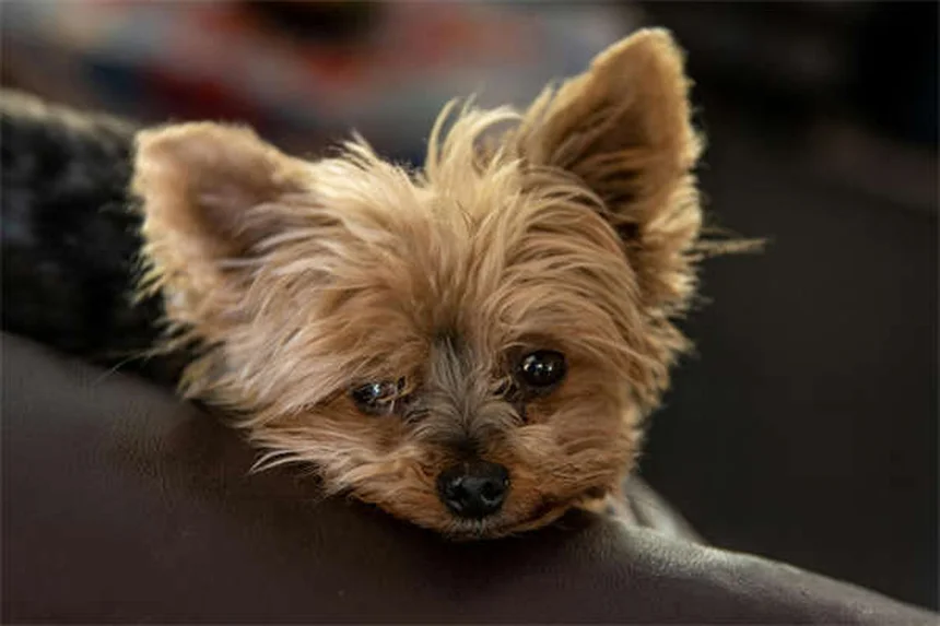愛犬に「お話し」コマンドを教える簡単ステップ。初心者でも失敗しない方法を解説