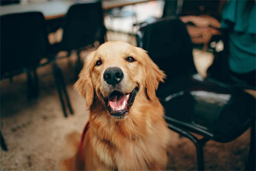 犬の歯の本数は人間と同じ？子犬の歯の生え変わり完全ガイド