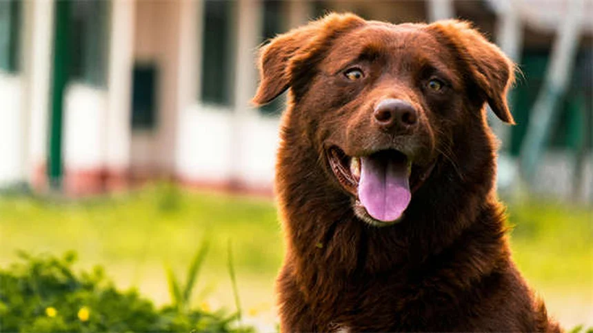 犬がサイレンに吠える理由とは？専門家が解説する5つの真実