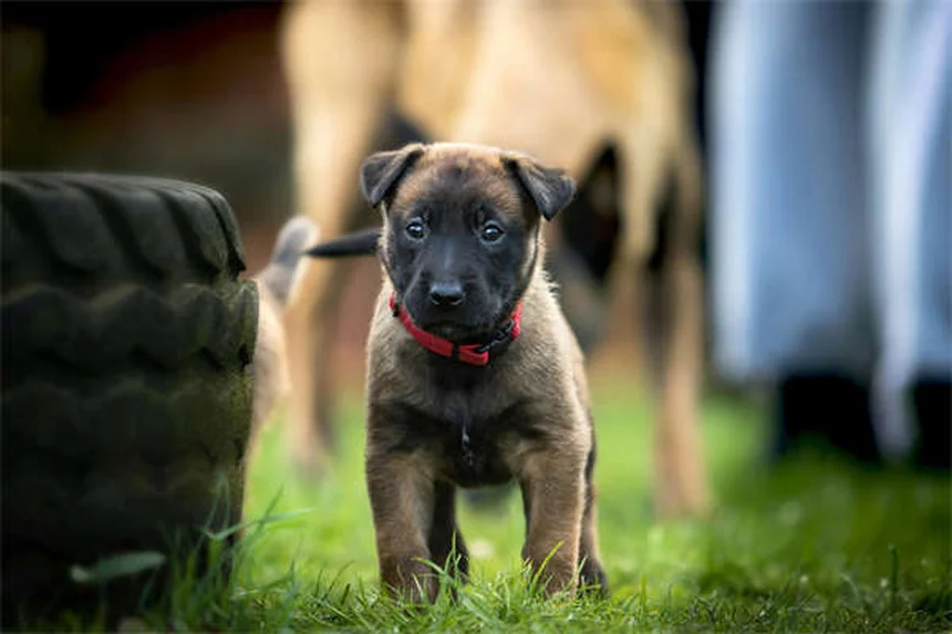 シェットランドポニーを飼う前に知っておきたい！飼い主が語るリアルな体験と注意点