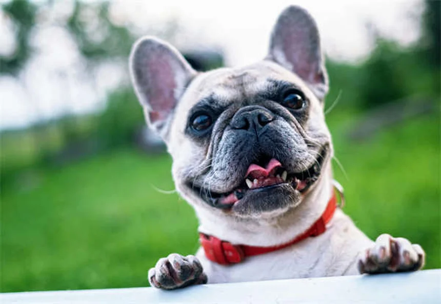 犬パルクールとは？初心者でもできる始め方とコツ