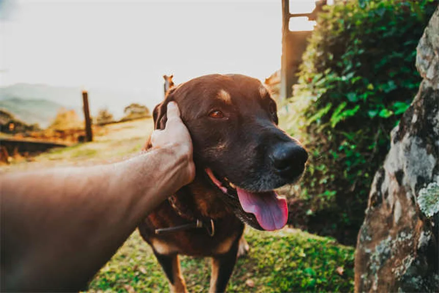 犬パルクールとは？初心者でもできる始め方とコツ