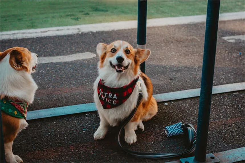犬パルクールとは？初心者でもできる始め方とコツ
