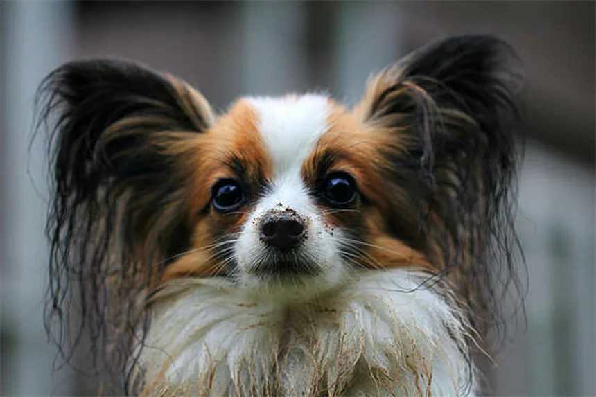 保護犬・保護猫の里親になる前に考えたい3つのこと