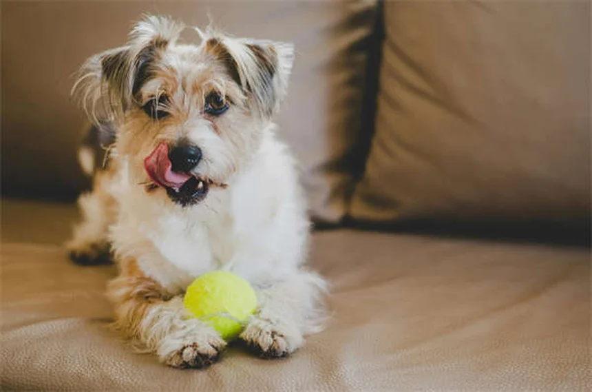 保護犬・保護猫の里親になる前に考えたい3つのこと