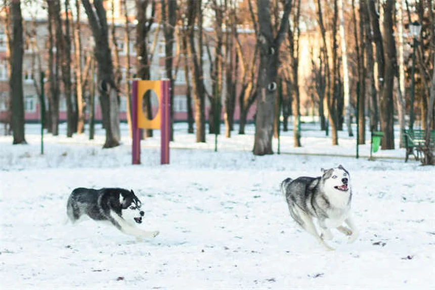 フルコナゾール 犬 副作用や注意点を解説！よくある誤解と真実