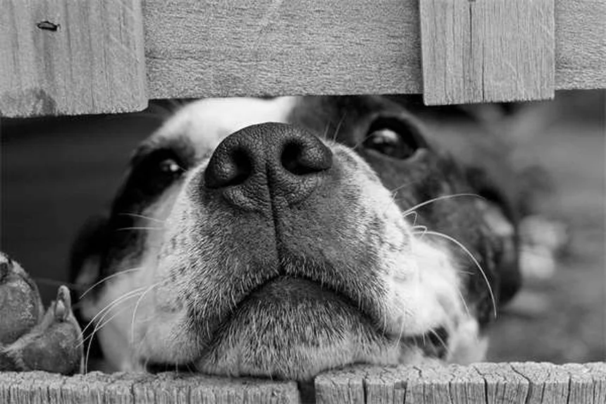 犬が笑うのは嬉しいだけじゃない！プロが教える本当の意味と見分け方