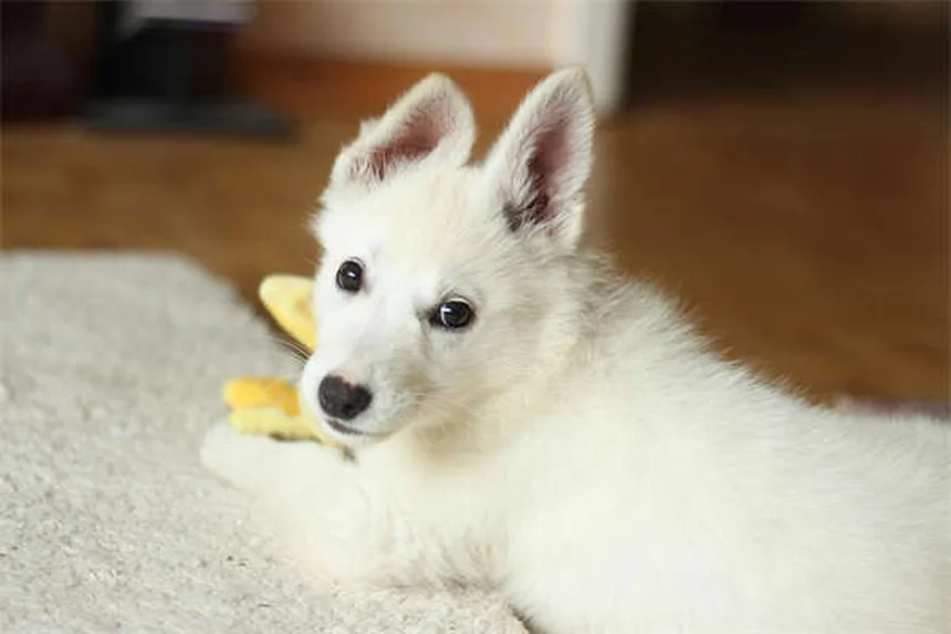 Cytopoint注射で犬のかゆみ解決、獣医が教える効果と注意点
