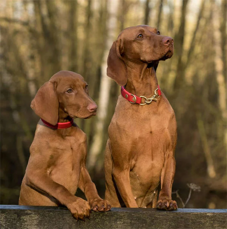 Cytopoint注射で犬のかゆみ解決、獣医が教える効果と注意点