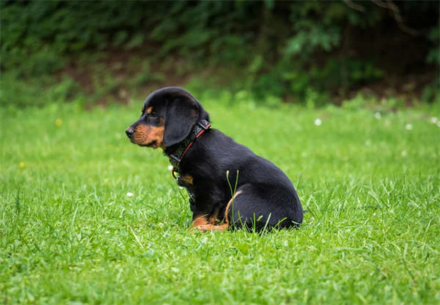 Cytopoint注射で犬のかゆみ解決、獣医が教える効果と注意点